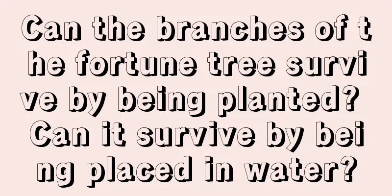 Can the branches of the fortune tree survive by being planted? Can it survive by being placed in water?