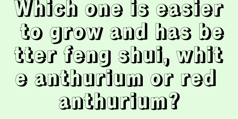 Which one is easier to grow and has better feng shui, white anthurium or red anthurium?