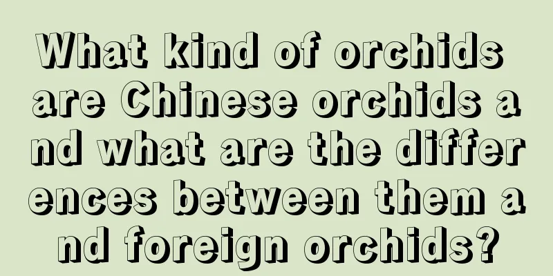 What kind of orchids are Chinese orchids and what are the differences between them and foreign orchids?