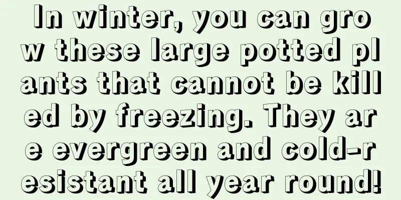 In winter, you can grow these large potted plants that cannot be killed by freezing. They are evergreen and cold-resistant all year round!