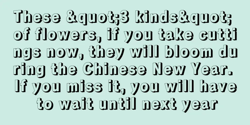 These "3 kinds" of flowers, if you take cuttings now, they will bloom during the Chinese New Year. If you miss it, you will have to wait until next year