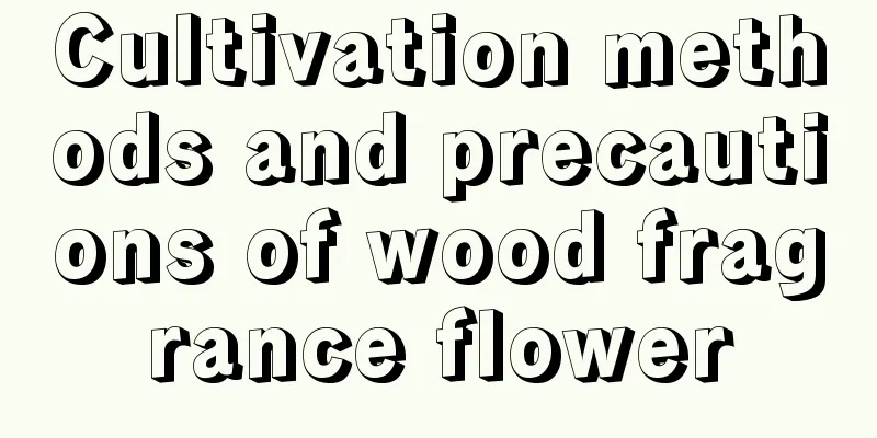 Cultivation methods and precautions of wood fragrance flower