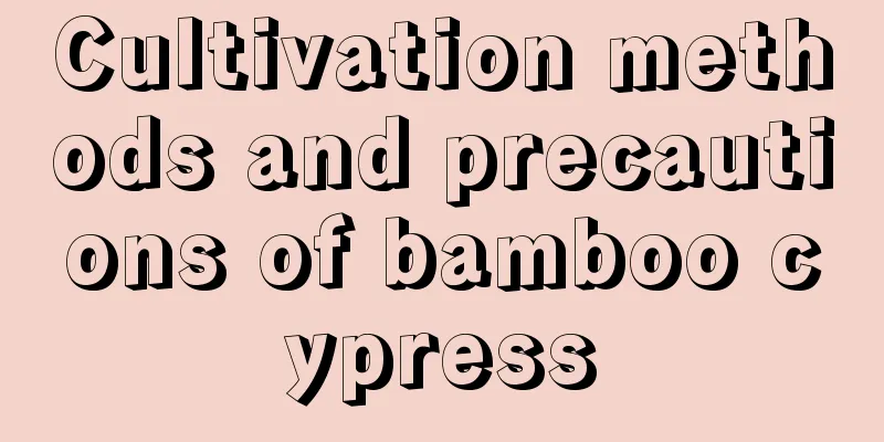 Cultivation methods and precautions of bamboo cypress