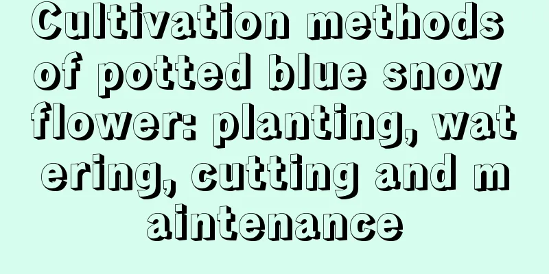 Cultivation methods of potted blue snow flower: planting, watering, cutting and maintenance