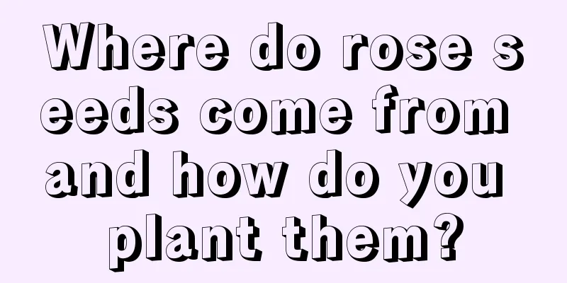 Where do rose seeds come from and how do you plant them?