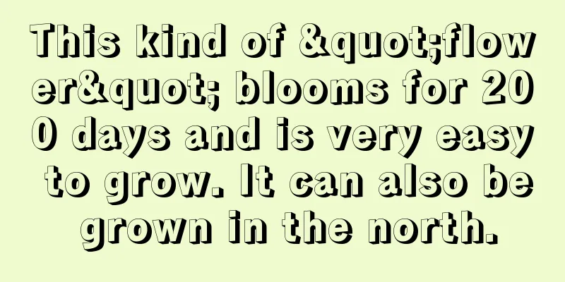 This kind of "flower" blooms for 200 days and is very easy to grow. It can also be grown in the north.