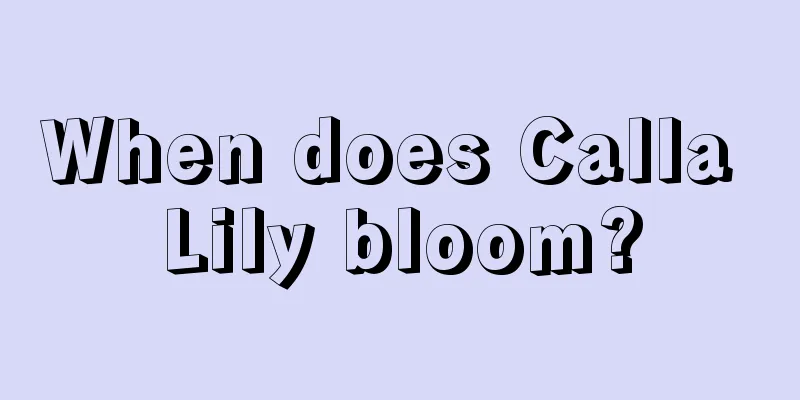 When does Calla Lily bloom?