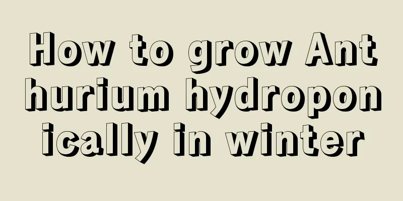 How to grow Anthurium hydroponically in winter