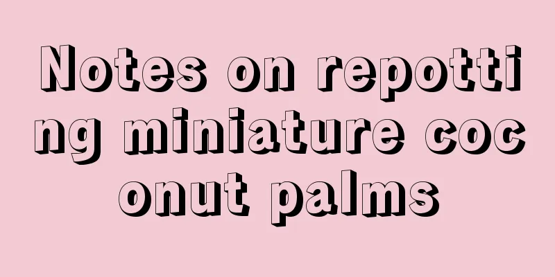 Notes on repotting miniature coconut palms