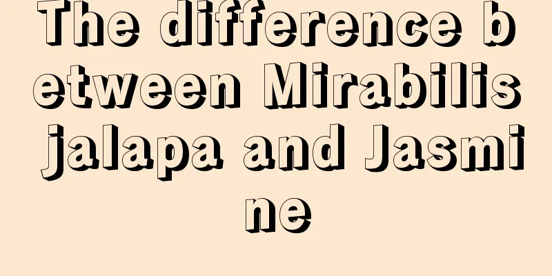 The difference between Mirabilis jalapa and Jasmine