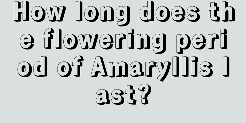 How long does the flowering period of Amaryllis last?