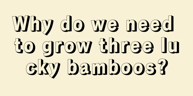 Why do we need to grow three lucky bamboos?