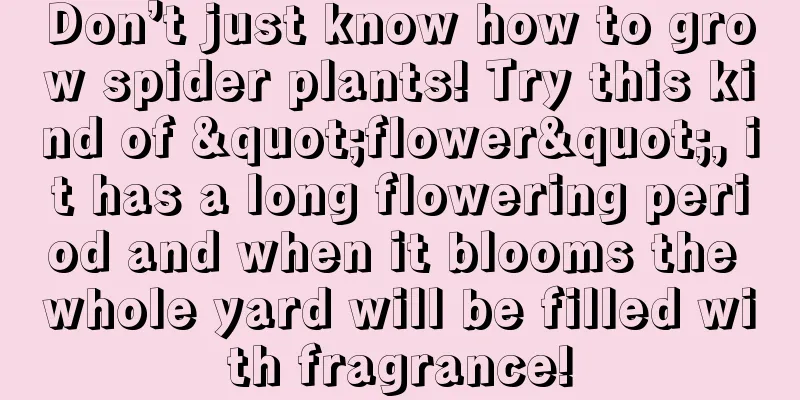 Don’t just know how to grow spider plants! Try this kind of "flower", it has a long flowering period and when it blooms the whole yard will be filled with fragrance!