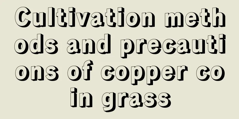 Cultivation methods and precautions of copper coin grass