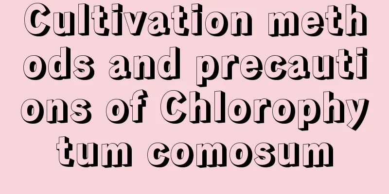 Cultivation methods and precautions of Chlorophytum comosum