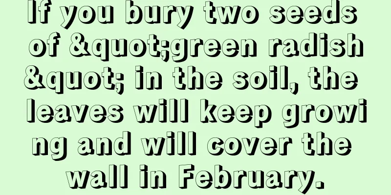 If you bury two seeds of "green radish" in the soil, the leaves will keep growing and will cover the wall in February.