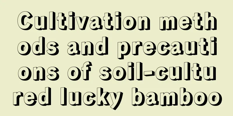 Cultivation methods and precautions of soil-cultured lucky bamboo