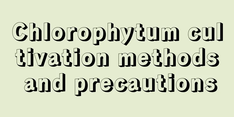 Chlorophytum cultivation methods and precautions