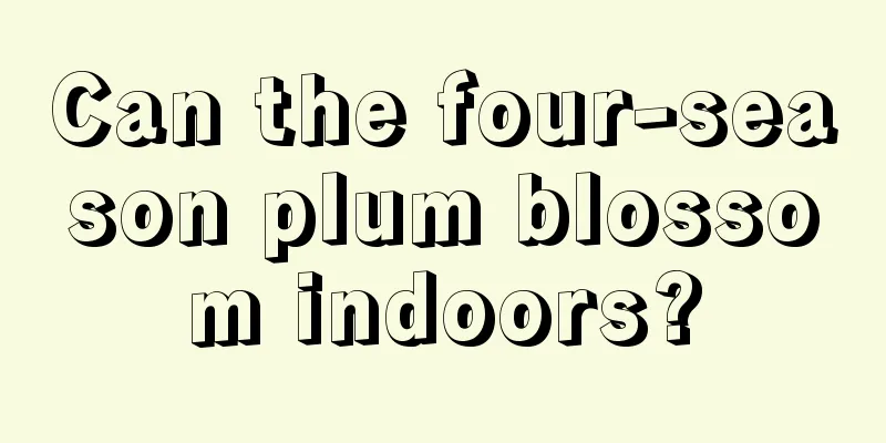 Can the four-season plum blossom indoors?