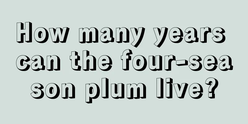 How many years can the four-season plum live?