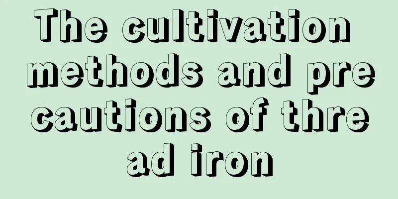 The cultivation methods and precautions of thread iron