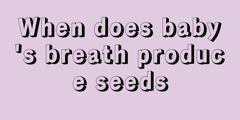 When does baby's breath produce seeds