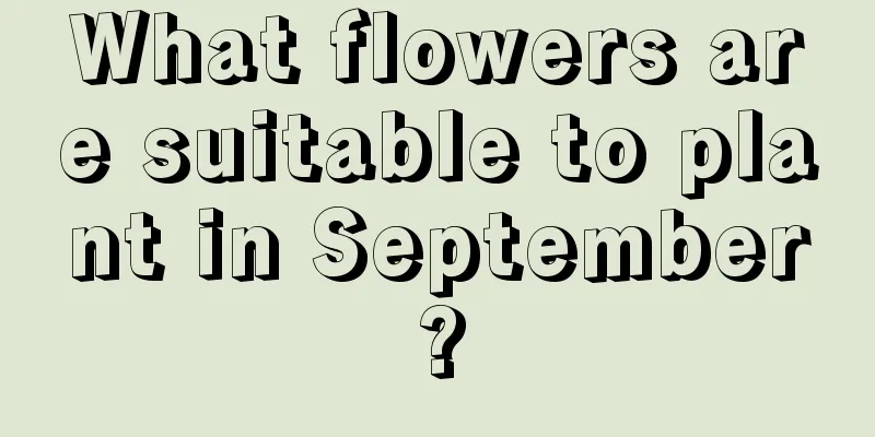 What flowers are suitable to plant in September?