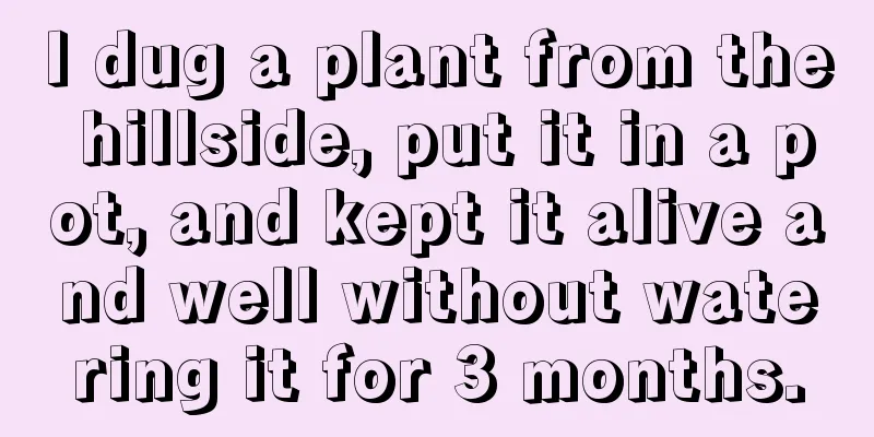 I dug a plant from the hillside, put it in a pot, and kept it alive and well without watering it for 3 months.