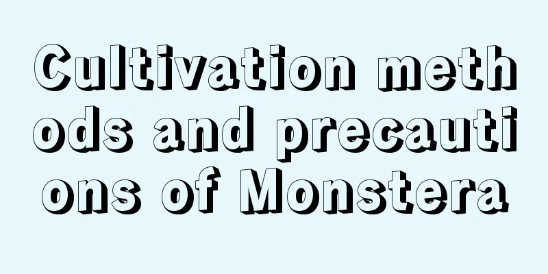 Cultivation methods and precautions of Monstera