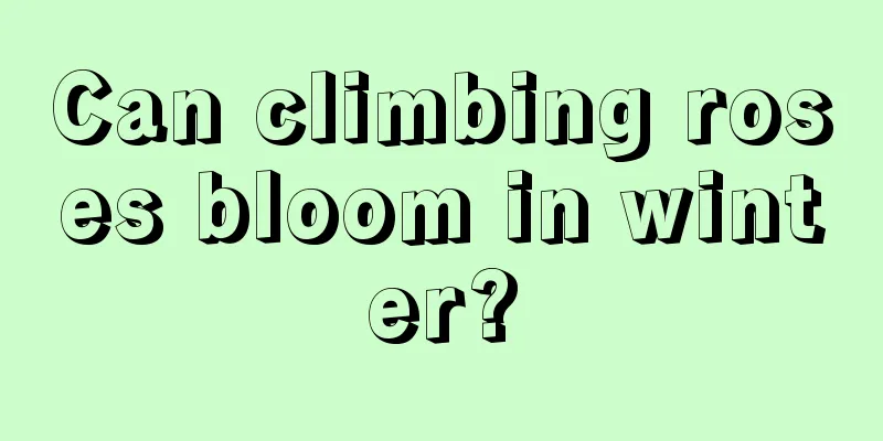 Can climbing roses bloom in winter?