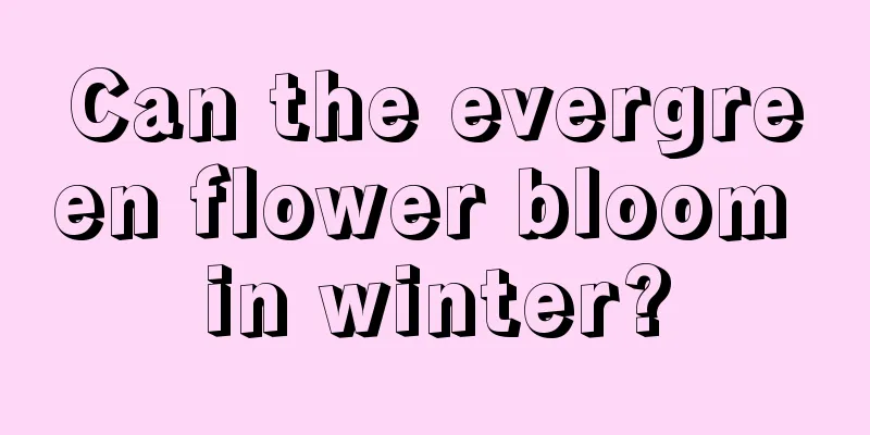 Can the evergreen flower bloom in winter?