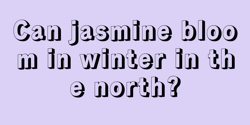 Can jasmine bloom in winter in the north?