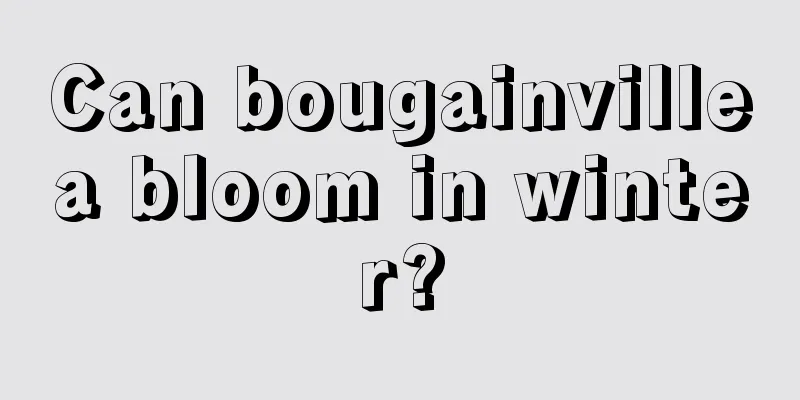 Can bougainvillea bloom in winter?