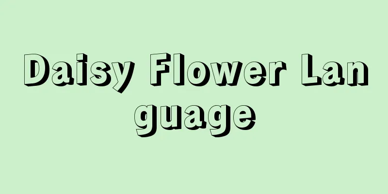 Daisy Flower Language