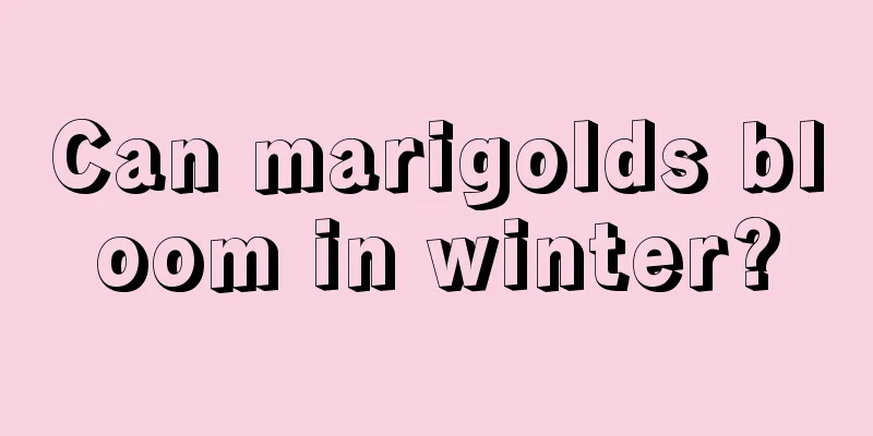 Can marigolds bloom in winter?