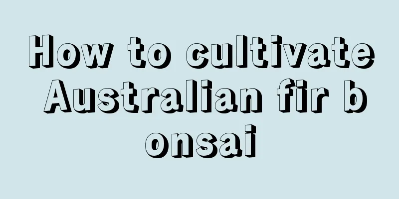 How to cultivate Australian fir bonsai