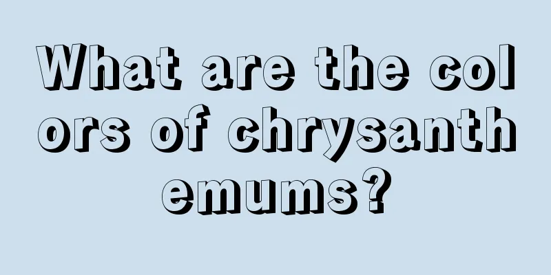 What are the colors of chrysanthemums?