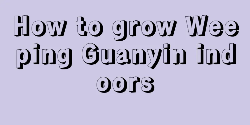 How to grow Weeping Guanyin indoors