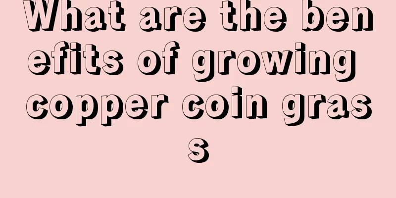 What are the benefits of growing copper coin grass