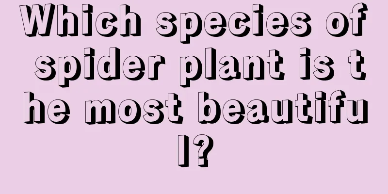 Which species of spider plant is the most beautiful?