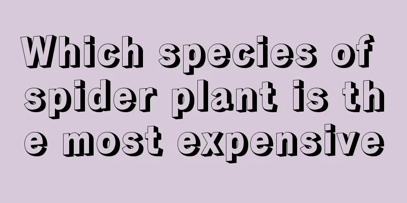 Which species of spider plant is the most expensive