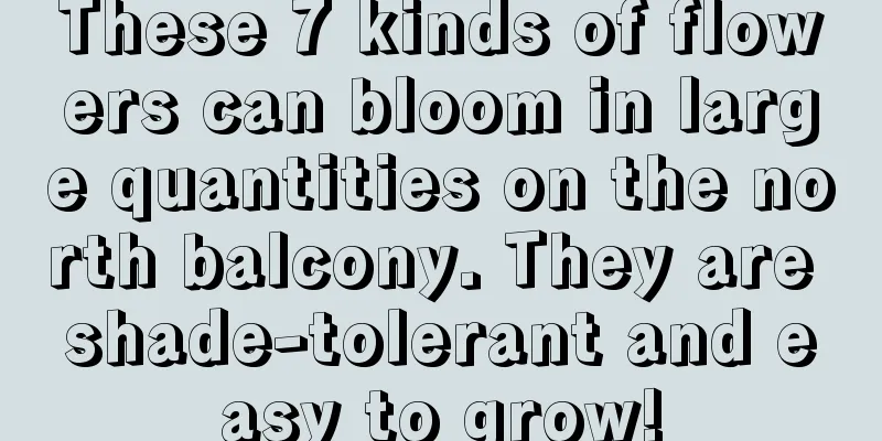 These 7 kinds of flowers can bloom in large quantities on the north balcony. They are shade-tolerant and easy to grow!