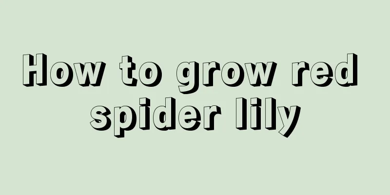 How to grow red spider lily