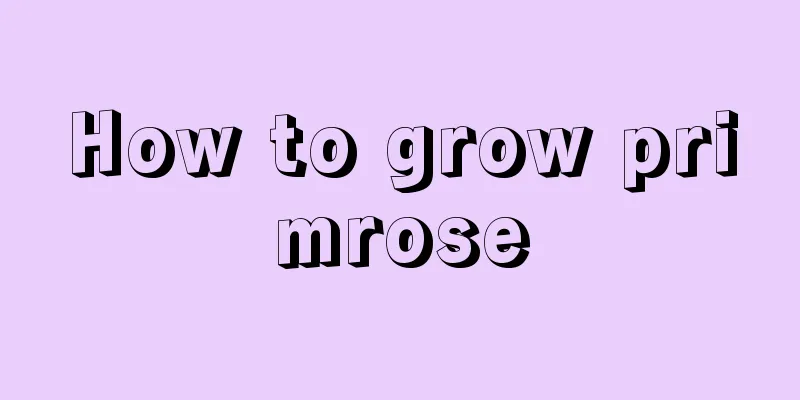 How to grow primrose