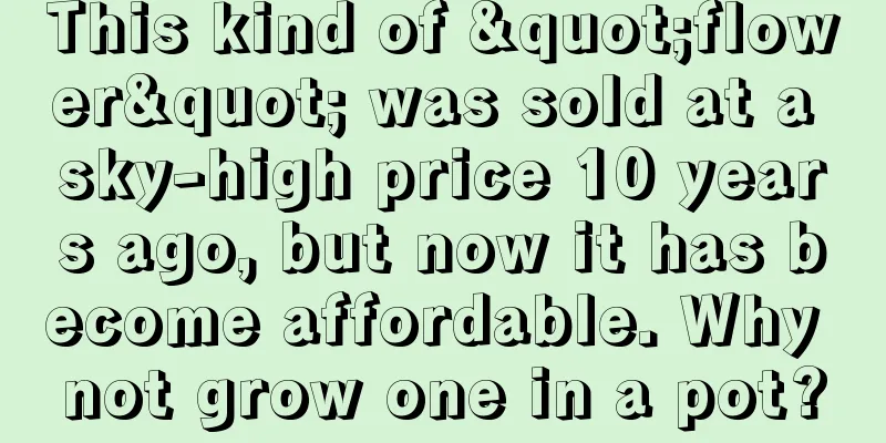 This kind of "flower" was sold at a sky-high price 10 years ago, but now it has become affordable. Why not grow one in a pot?