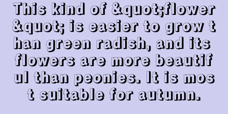 This kind of "flower" is easier to grow than green radish, and its flowers are more beautiful than peonies. It is most suitable for autumn.