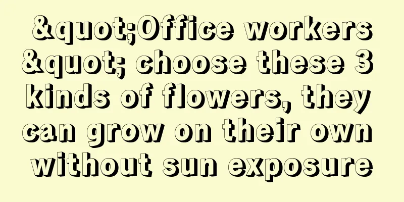 "Office workers" choose these 3 kinds of flowers, they can grow on their own without sun exposure