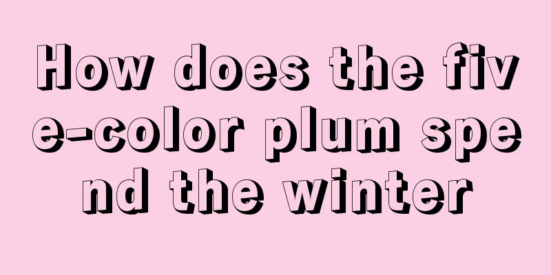 How does the five-color plum spend the winter