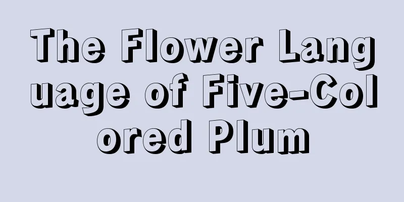 The Flower Language of Five-Colored Plum