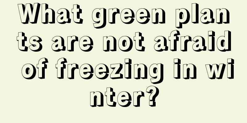 What green plants are not afraid of freezing in winter?